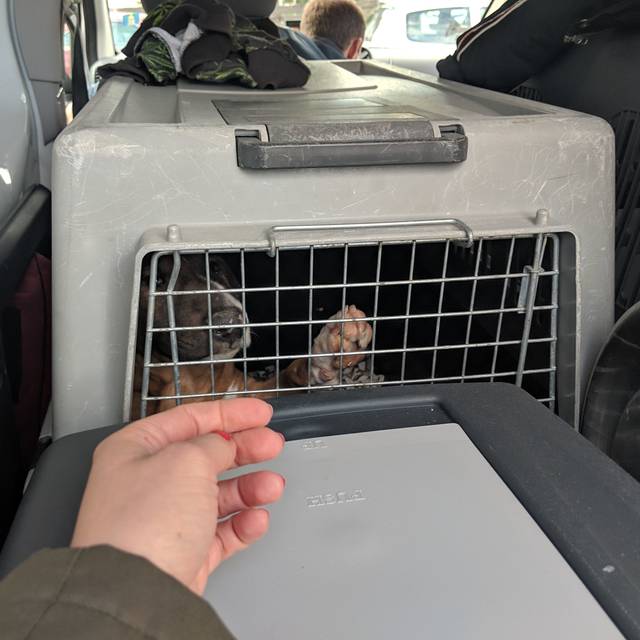 Hundewelpe in Transporter