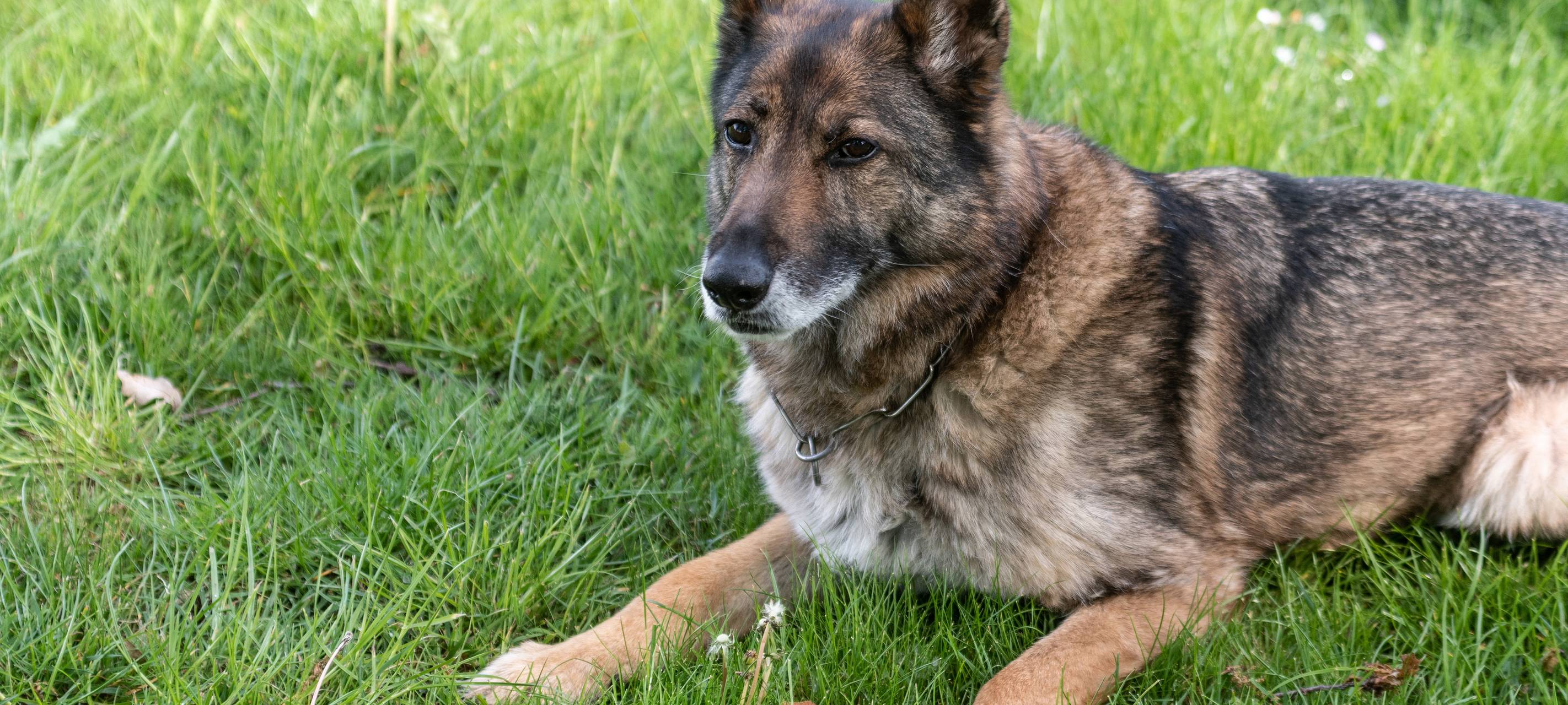 Ein Schäferhund auf der Wiese