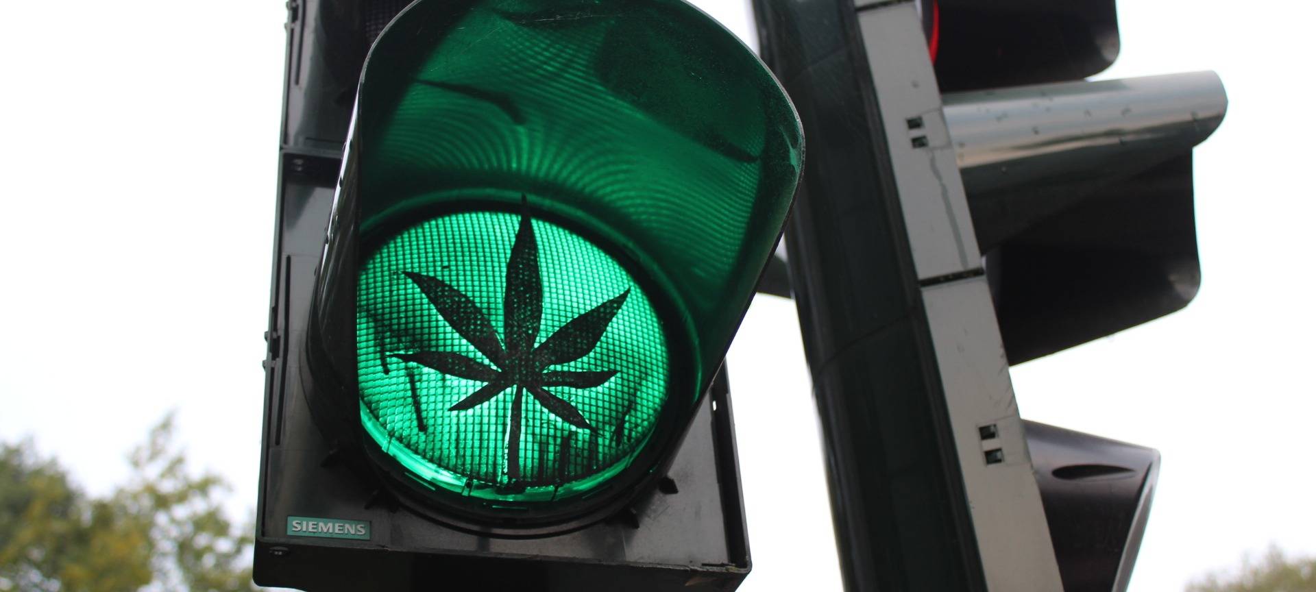 Grüne Ampel in Form eines Hanfblattes