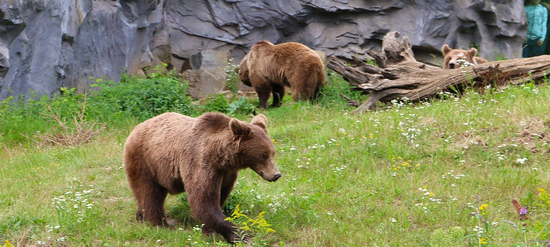 Bären in der Zoom Erlebniswelt