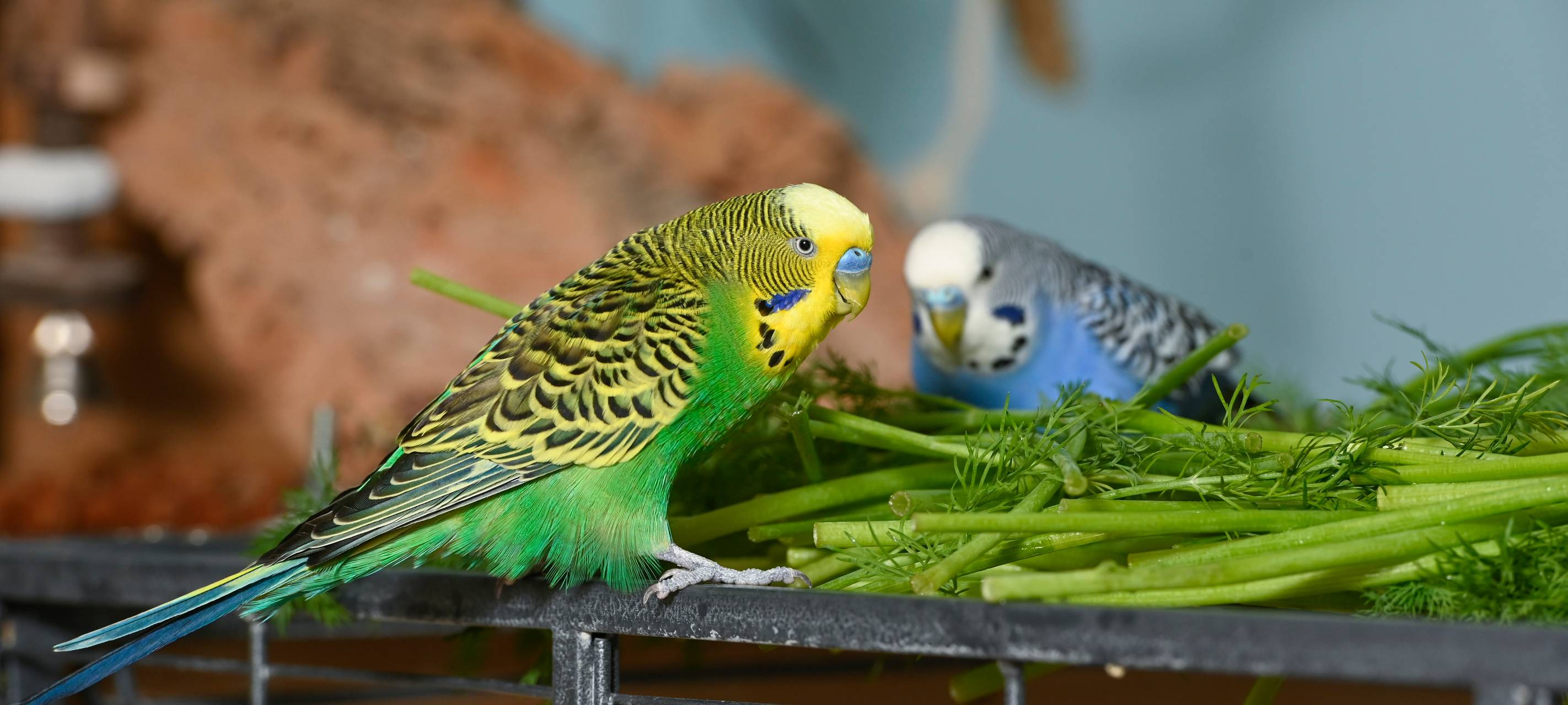 Zwei Wellensittiche auf ihrem Käfig