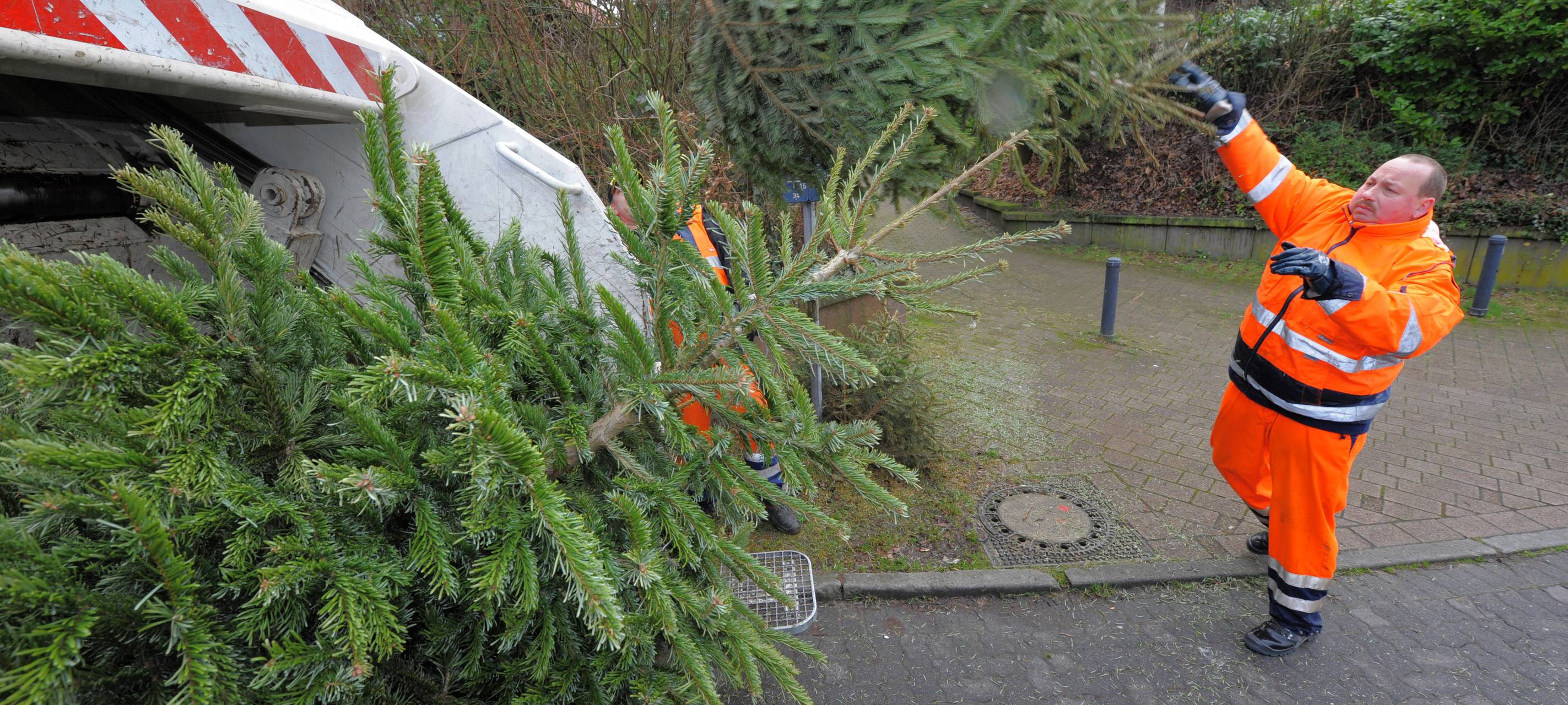 Müllmann wirft Tannenbaum in Müllwagen