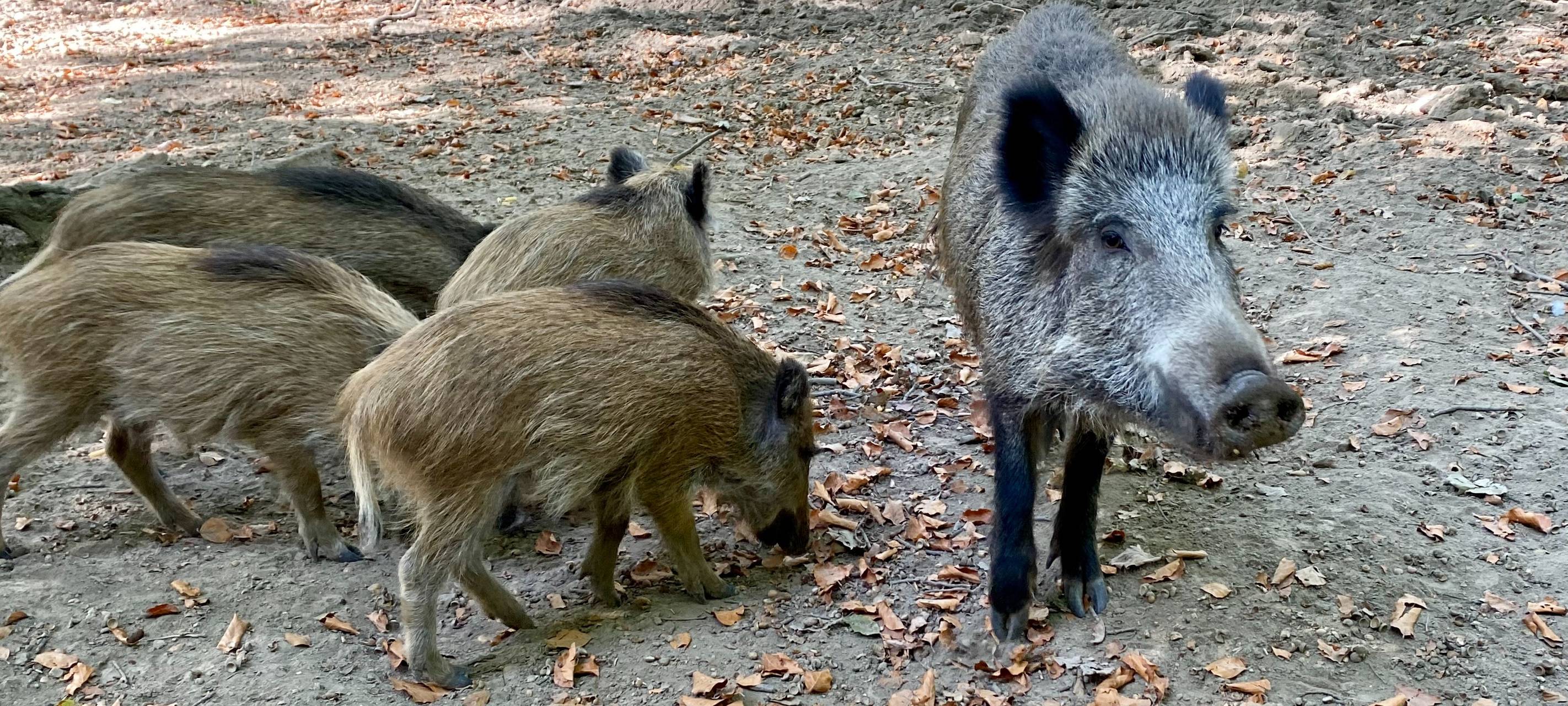 Wildschweine