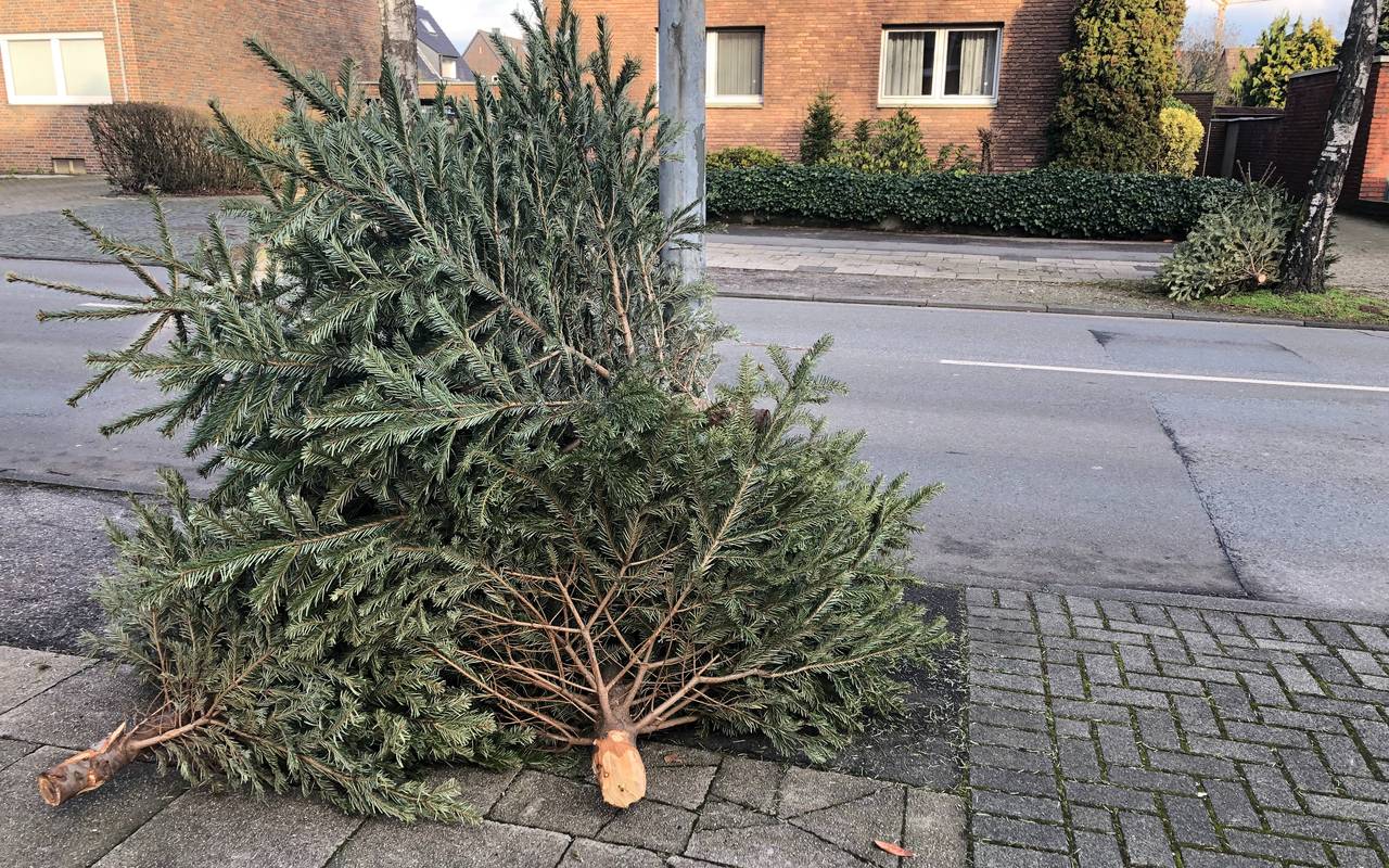 Abgeschmückter Weihnachtsbaum liegt an der Straße