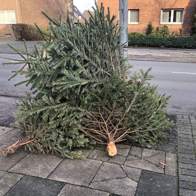 Abgeschmückter Weihnachtsbaum liegt an der Straße