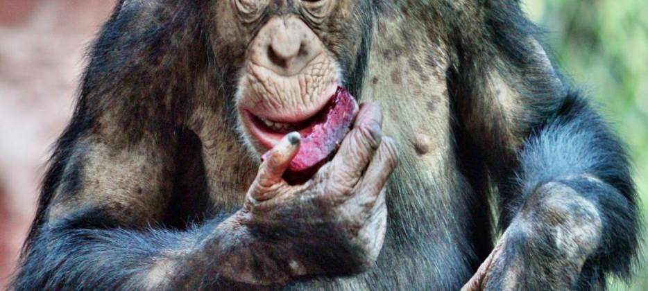 Gelsenkirchener Schimpanse zieht in die Schweiz