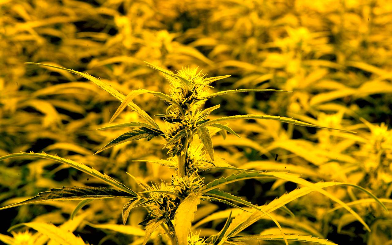 Cannabis-Plantage