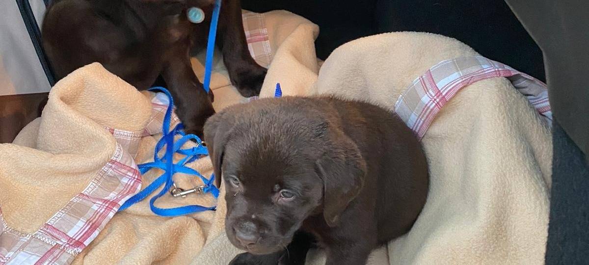 Die beschlagnahmten Hundewelpen in Gelsenkirchen