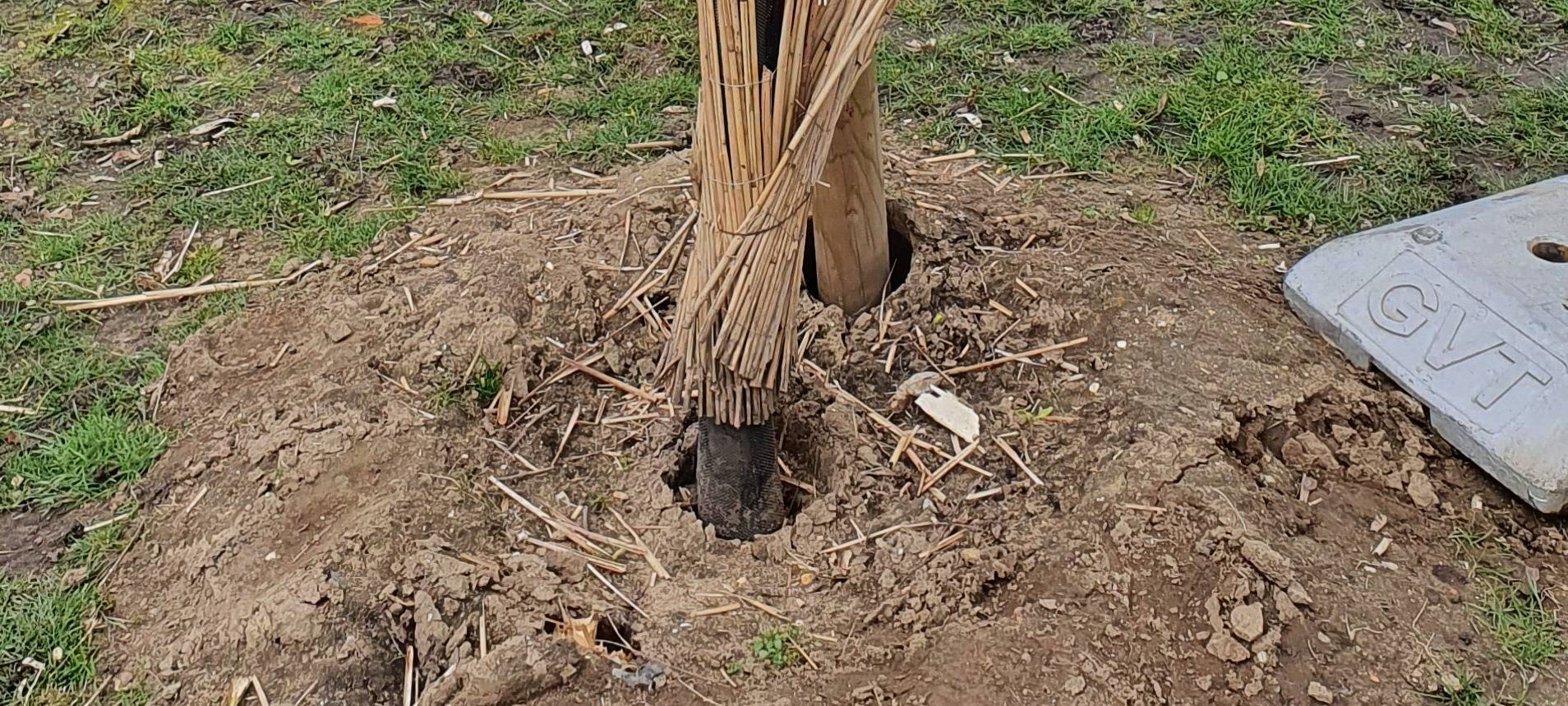 Vier junge Bäume in Bottrop mutwillig zerstört