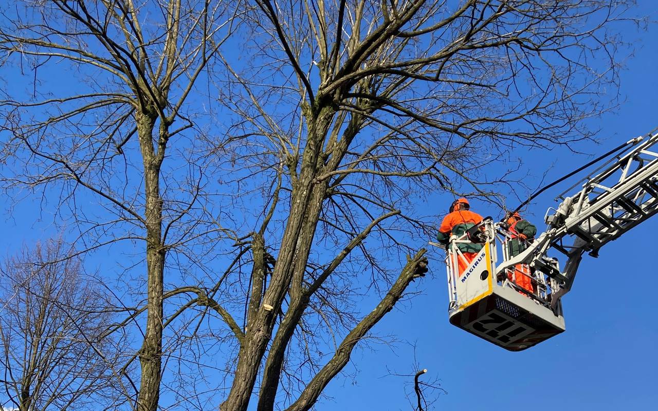 Die Feuerwehr Gladbeck schneidet einen Baum zurück 