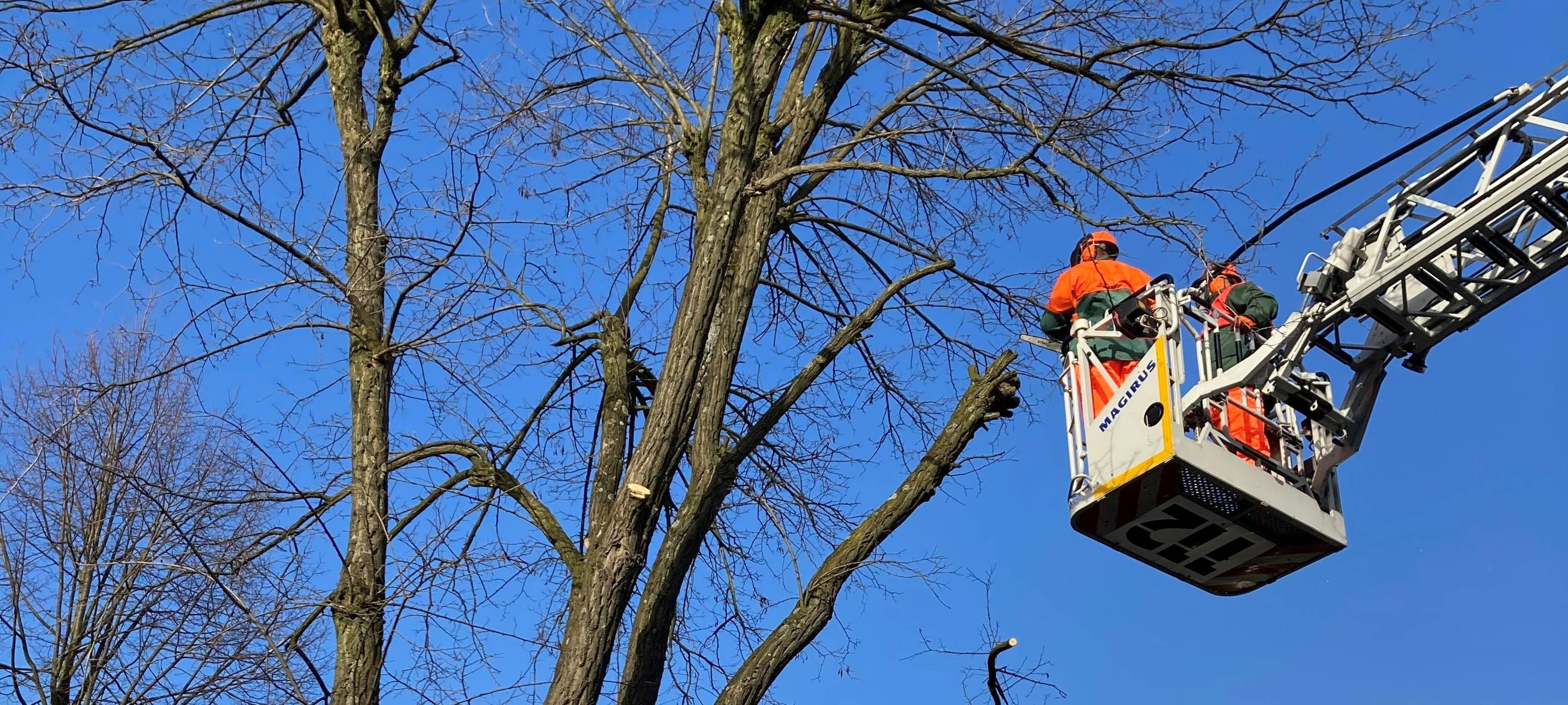 Die Feuerwehr Gladbeck schneidet einen Baum zurück