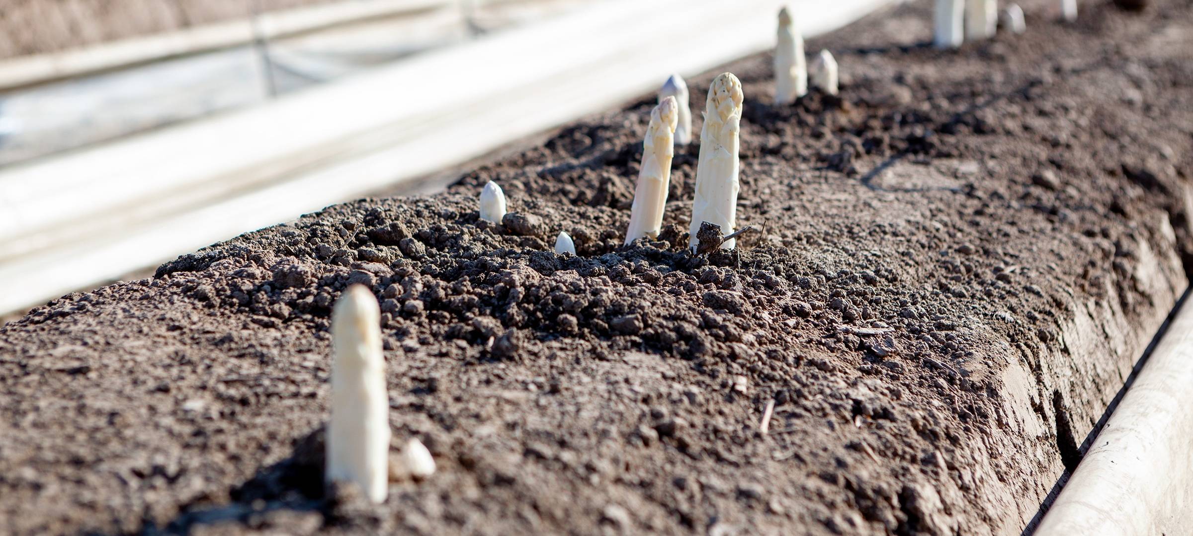 Spargelknospen auf dem Feld