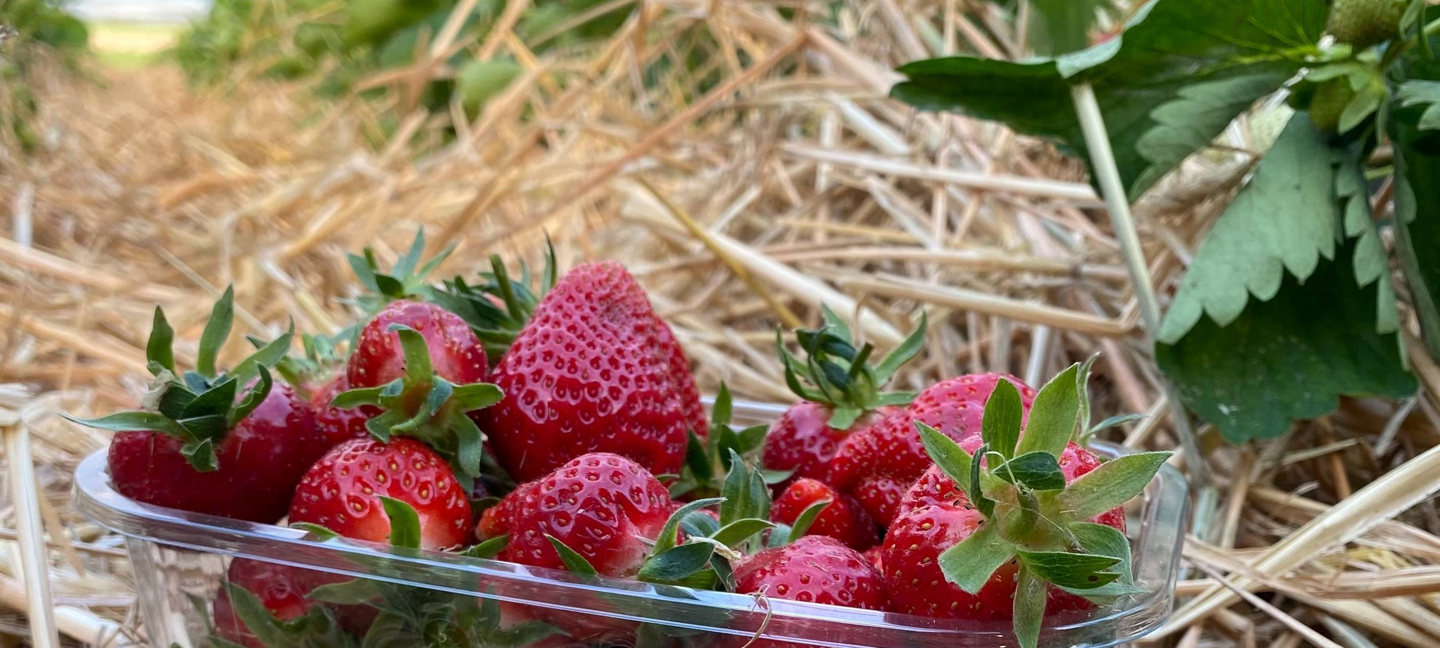 Eine Schale mit Erdbeeren