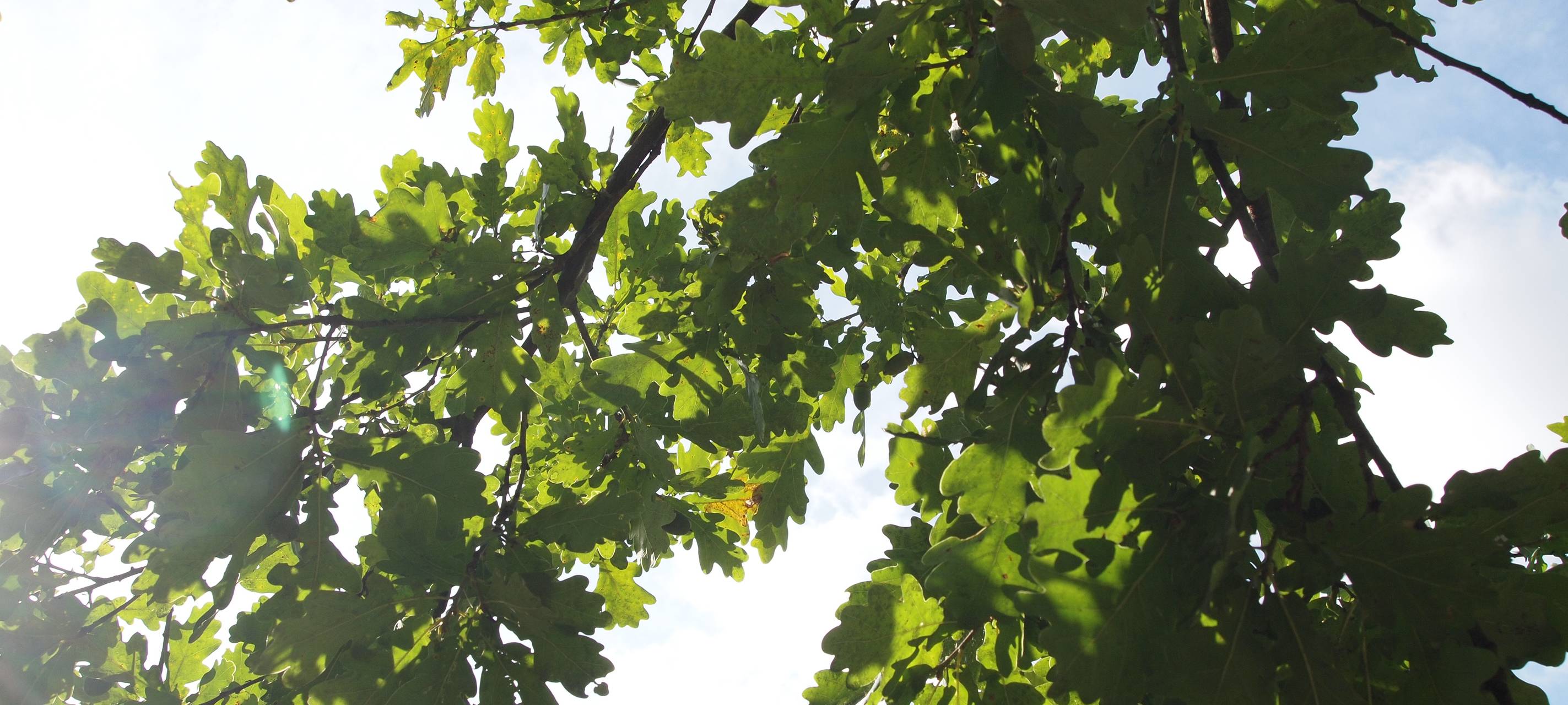 Gelsenkirchen pflanzt Obstbaum für das Klima
