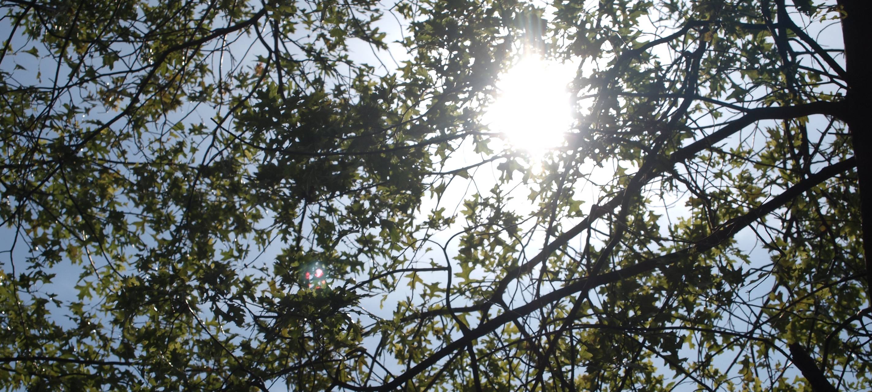 Gladbeck | Bottrop | Gelsenkirchen: Hitze gefährlich für Bäume