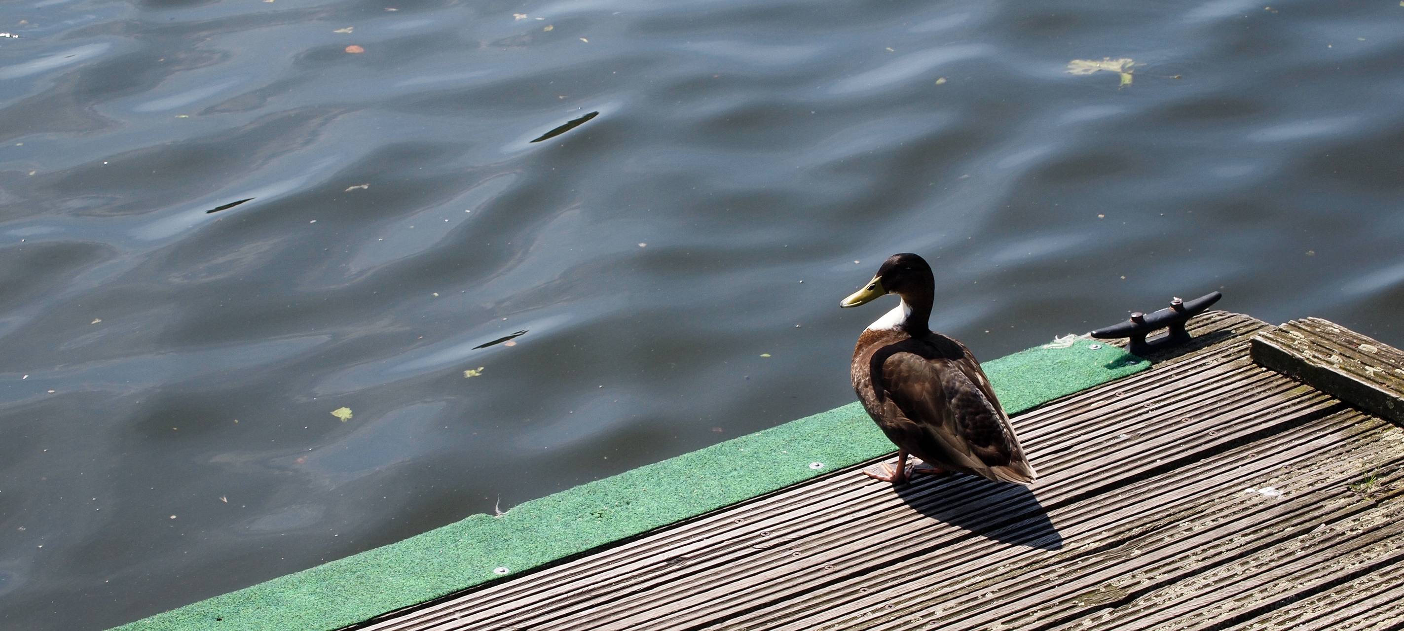 Badeseen - Eine Übersicht