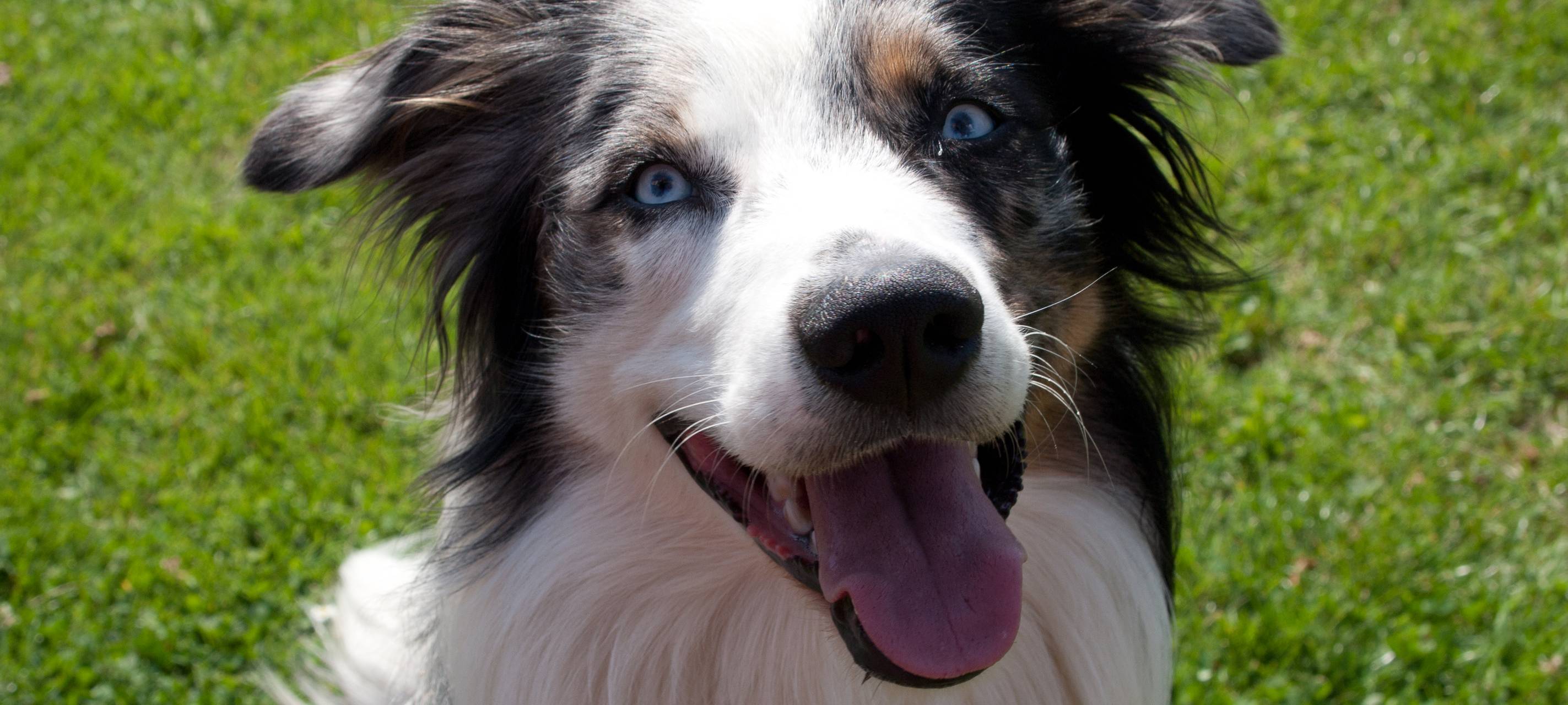 Das zahlen Hundebesitzer bei uns pro Tier