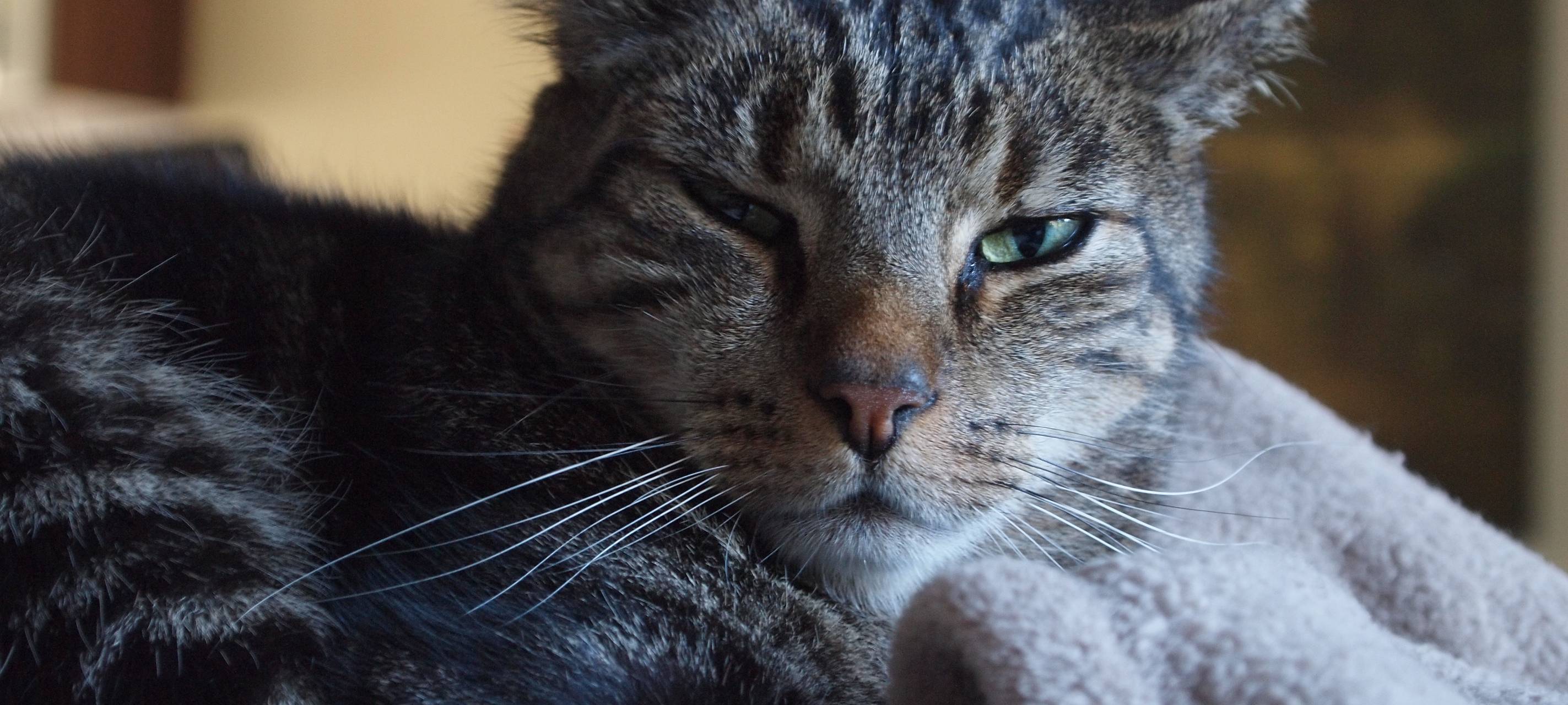 Katze sorgt für Verkehrsunfall in Gelsenkirchen