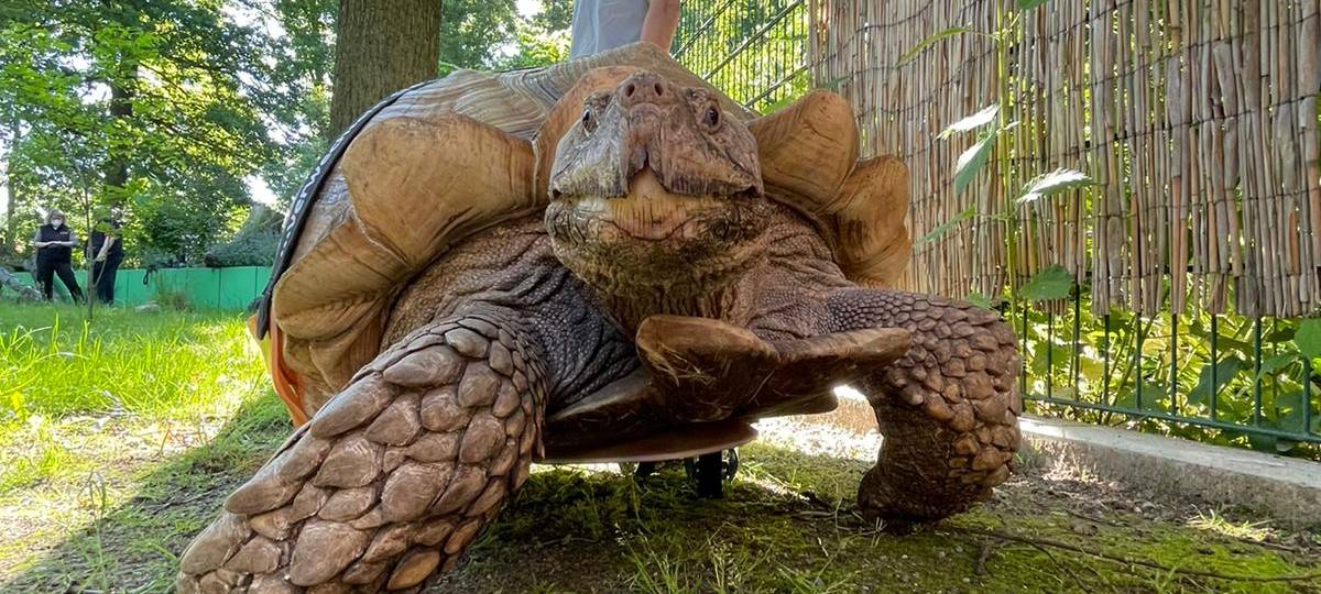Schildkröte Helmuth aus der ZOOM-Erlebniswelt wieder mobil