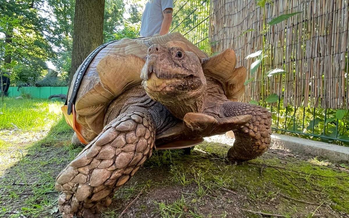 Schildkröte Helmuth aus der ZOOMErlebniswelt wieder mobil Radio