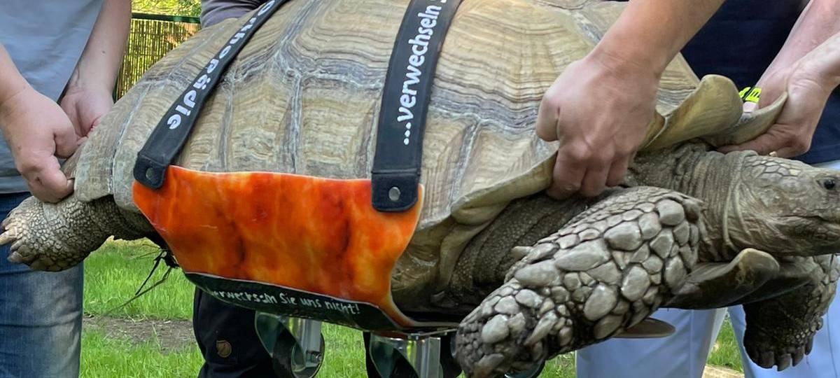 Schildkröte Helmuth aus der ZOOM-Erlebniswelt wieder mobil