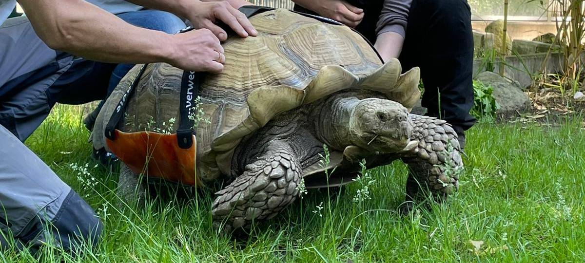 Schildkröte Helmuth aus der ZOOM-Erlebniswelt wieder mobil