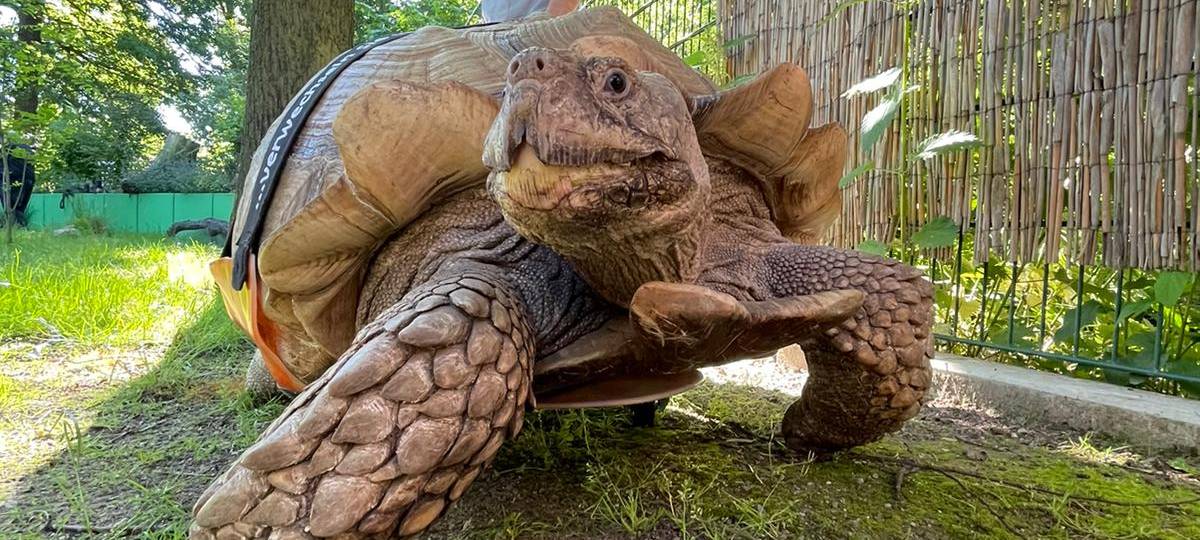 Schildkröte Helmuth aus der ZOOM-Erlebniswelt wieder mobil
