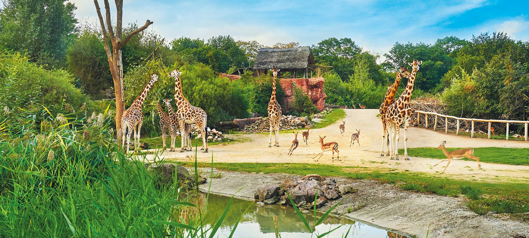 Giraffen in der Zoom Erlebniswelt