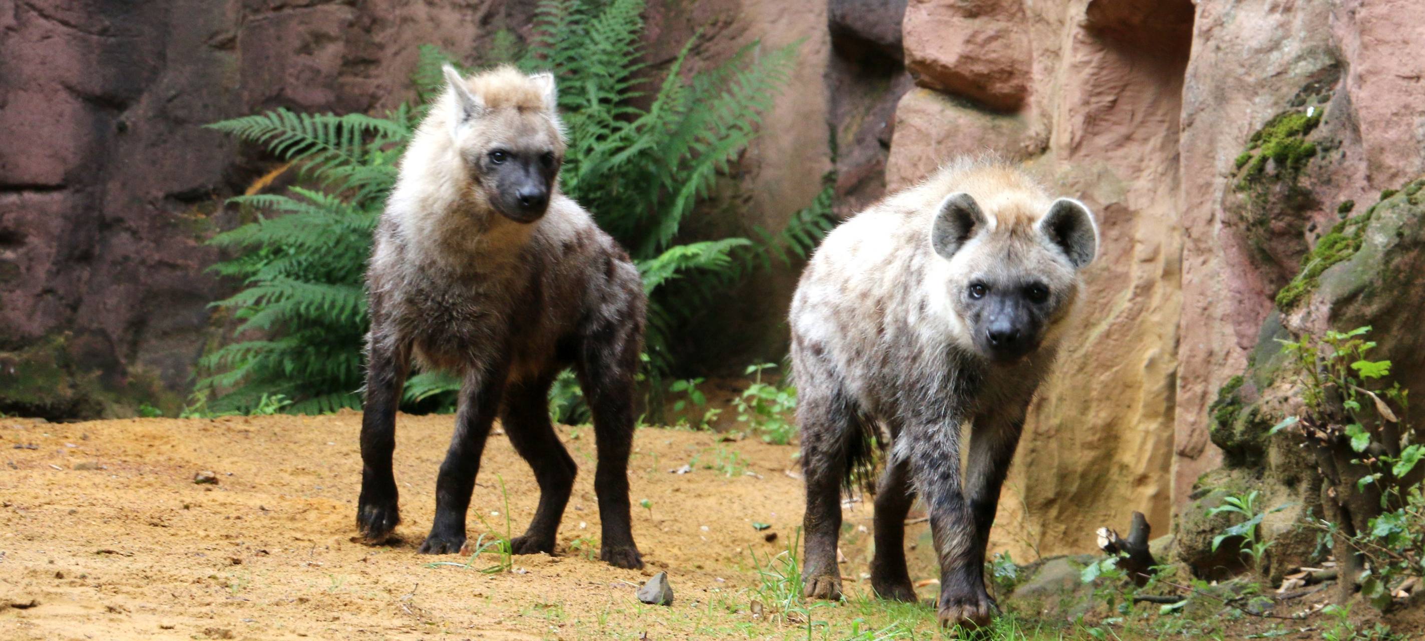 Hyänen Zoom Erlebniswelt