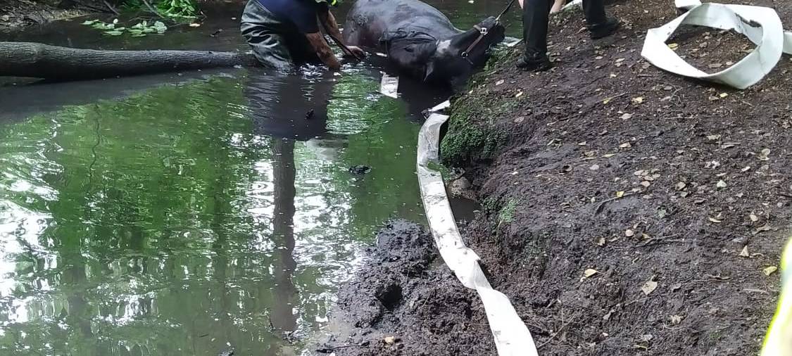 Feuerwehr Bottrop rettet Pferd