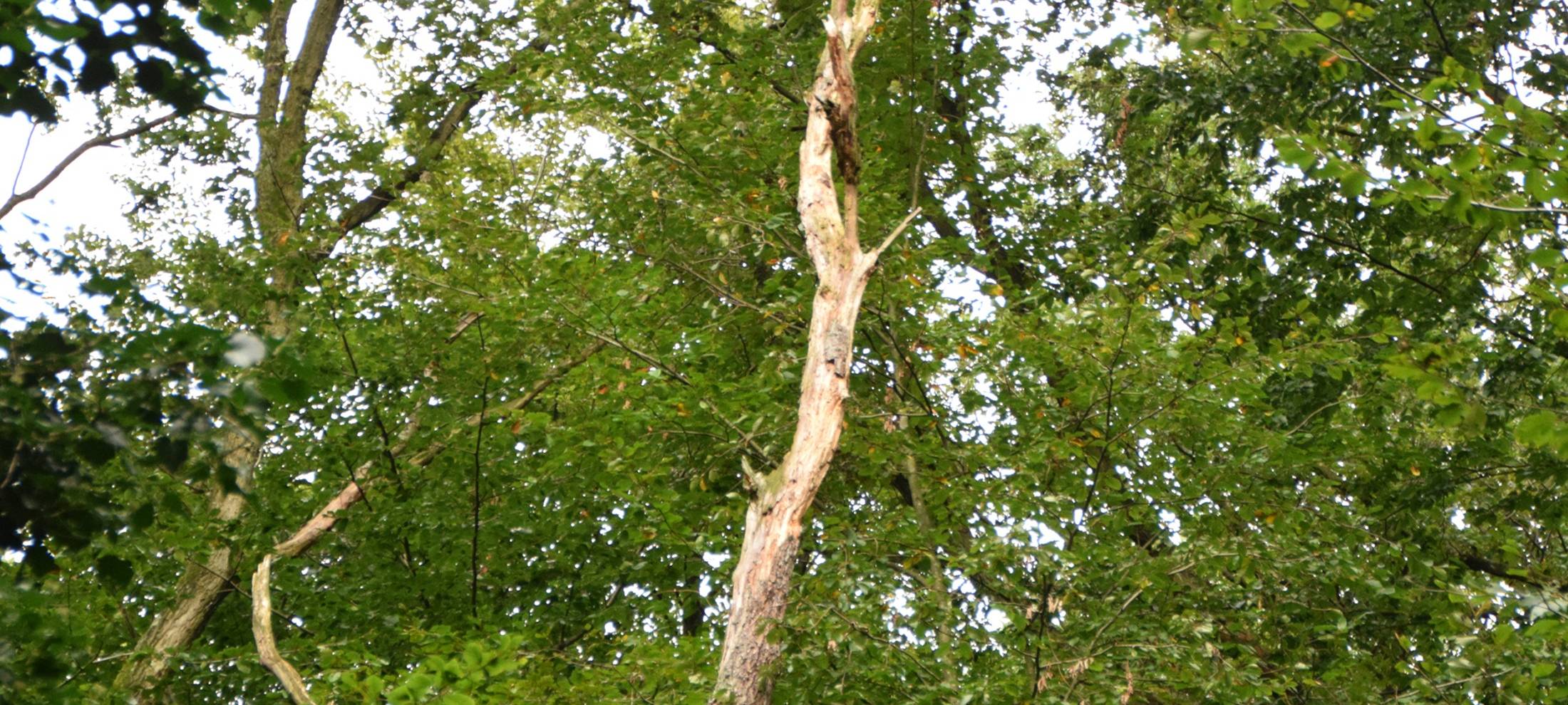 Abgestorbener Ast einer kranken Buche im Köllnischen Wald