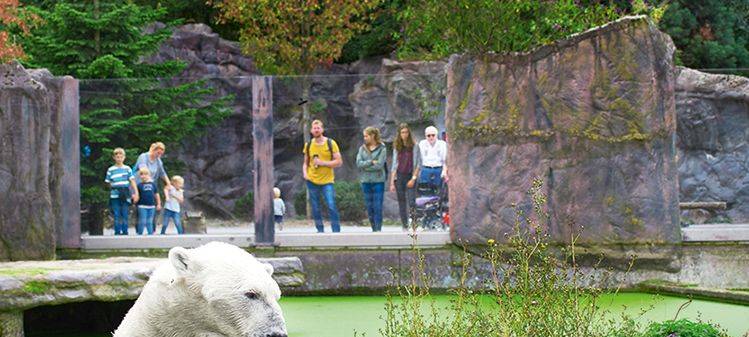 Eisbär Zoom Erlebniswelt
