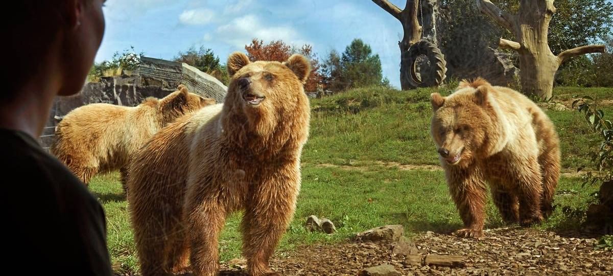 Bären in der Zoom Erlebniswelt Gelsenkirchen