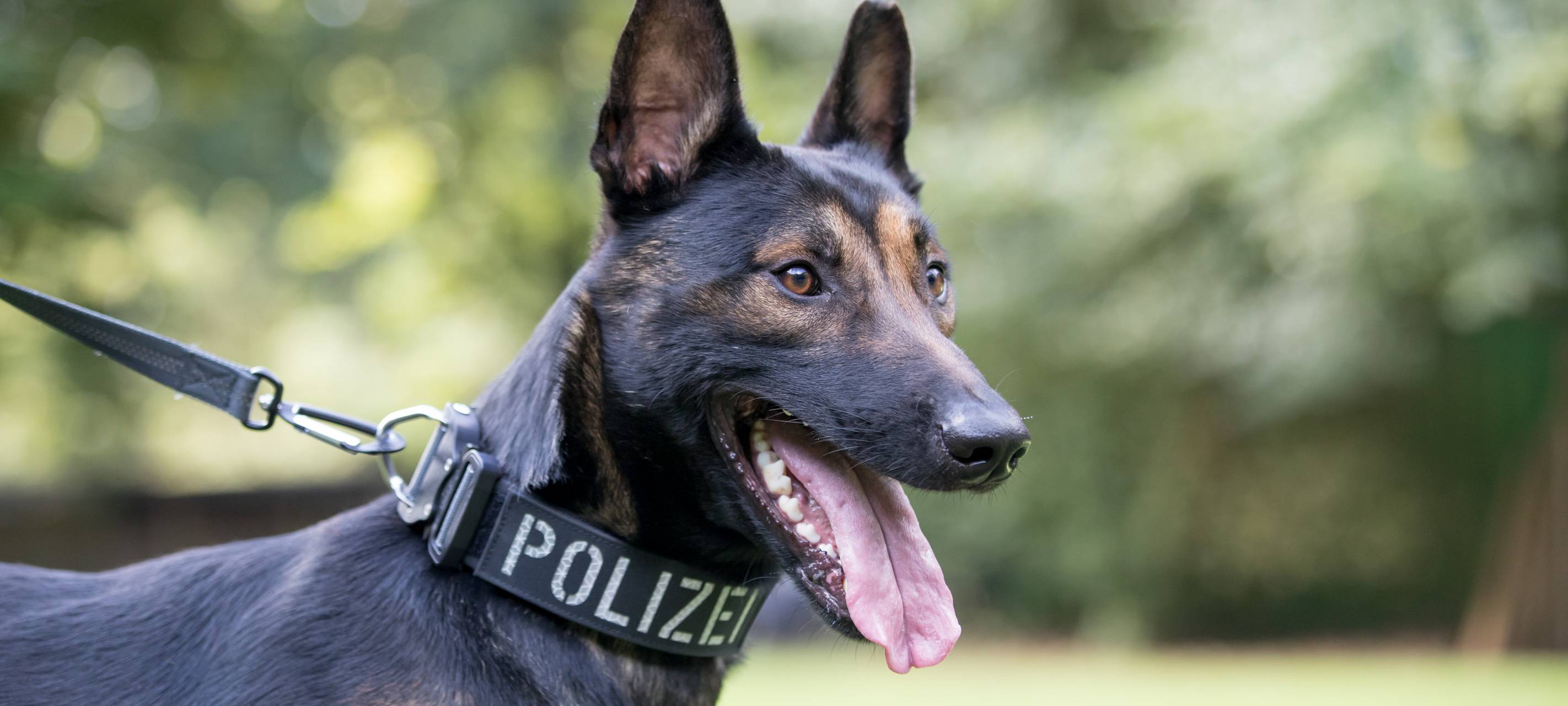 Polizeihund fasst Gelsenkirchener