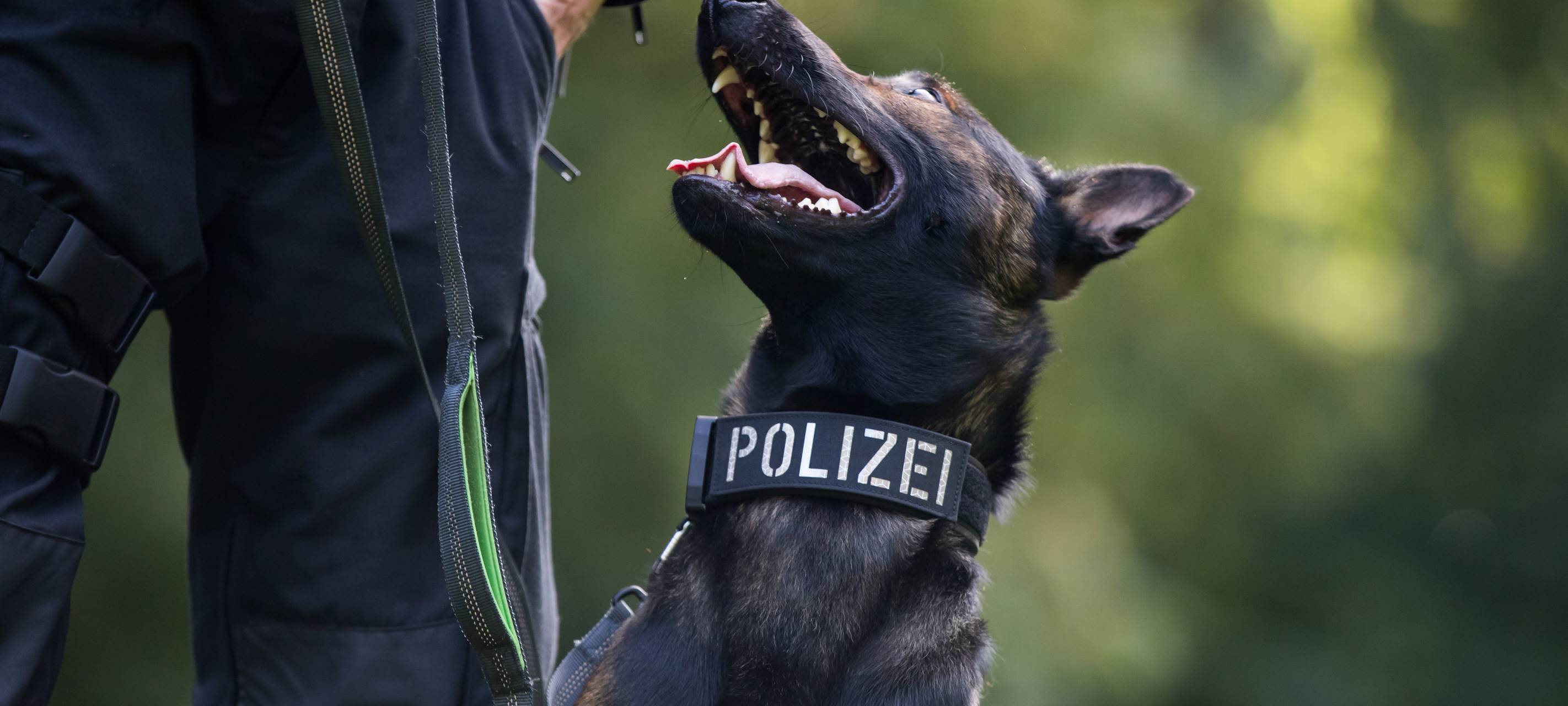 Polizeihund beißt Mann in Gelsenkirchen