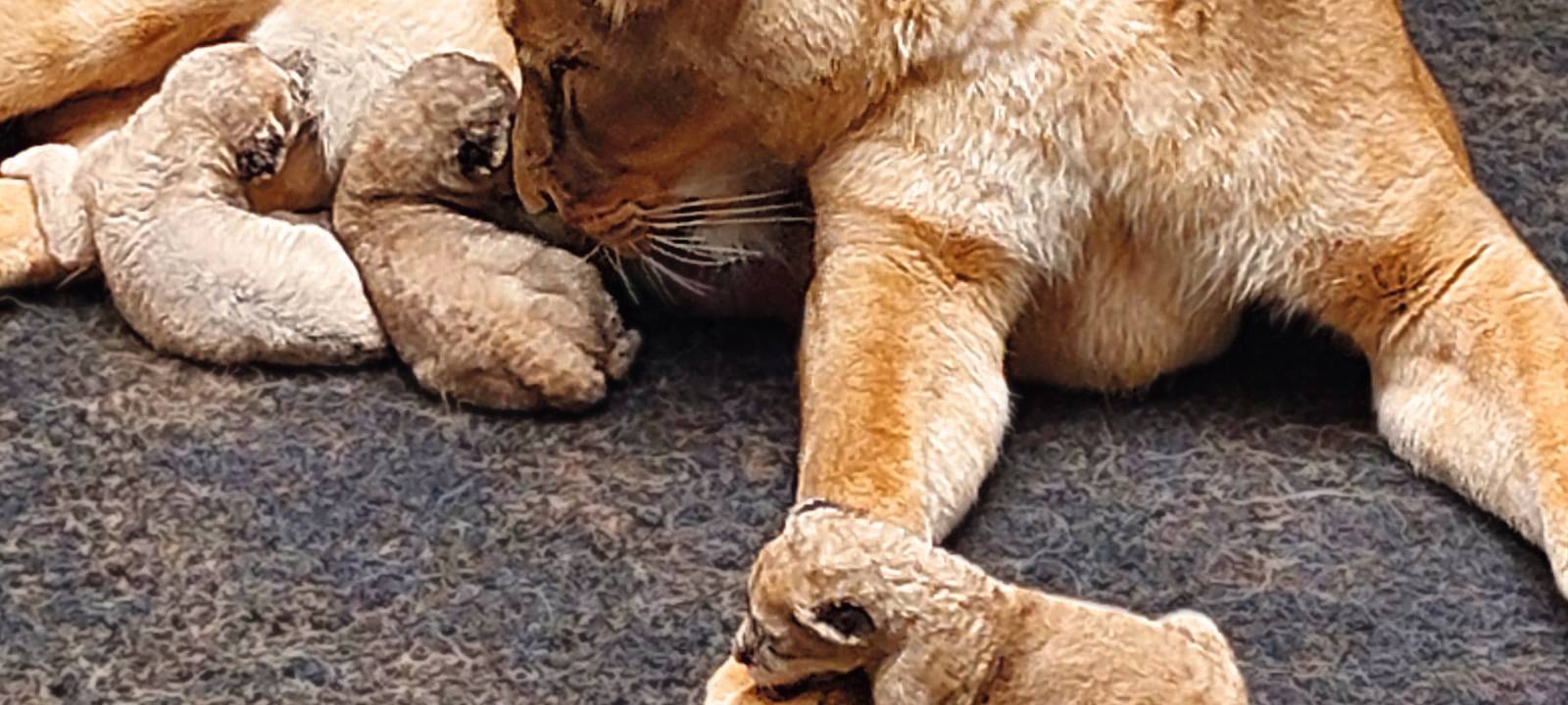 Drei Löwenbabys in der Zoom-Erlebniswelt