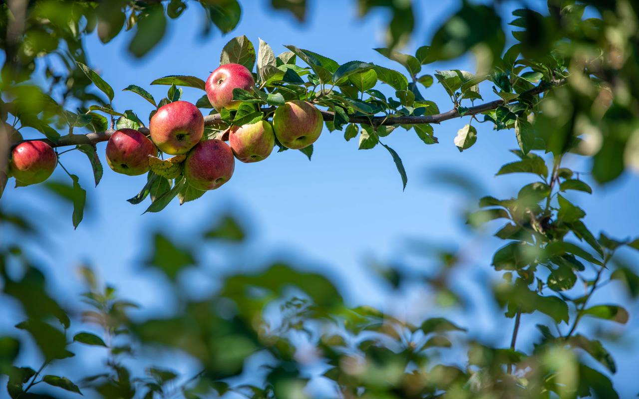 Äpfel hängen an einem Baum