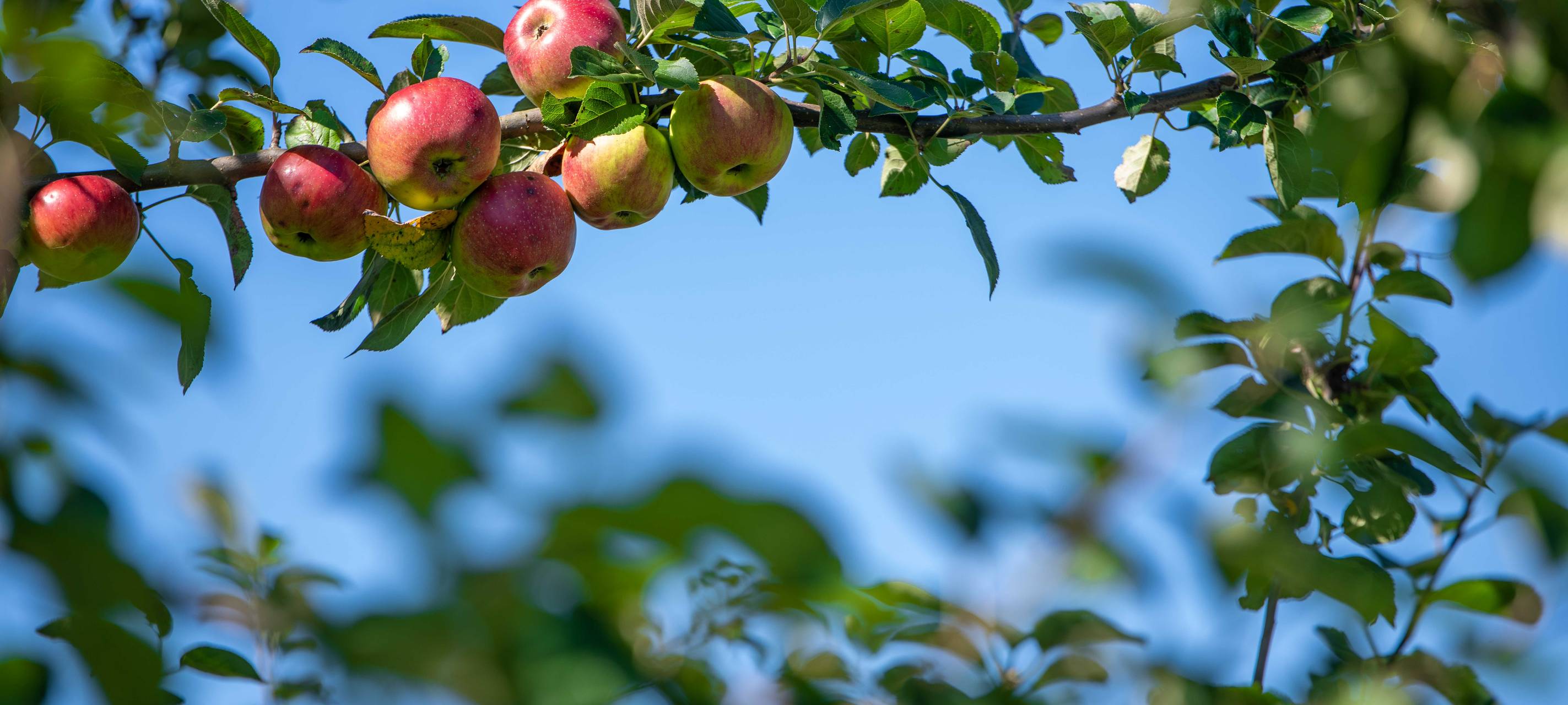 Äpfel hängen an einem Baum