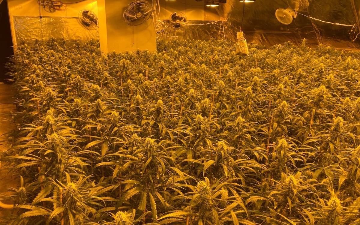 Marihuana-Pflanzen