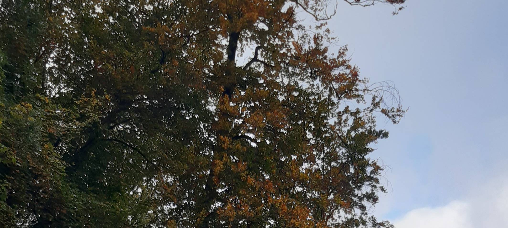 Buchenfällungen Nienhausenbusch