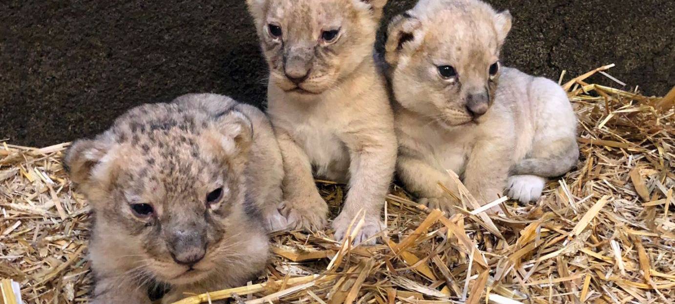 Gelsenkirchen: Löwenbabys werden vorgestellt