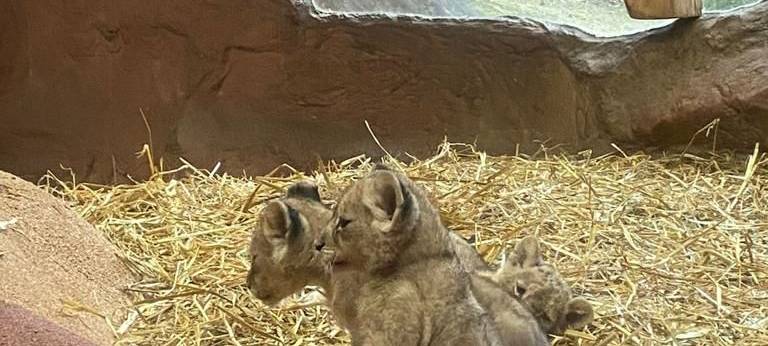 Löwenbabys zum ersten Mal in der Zoom Erlebniswelt zu sehen