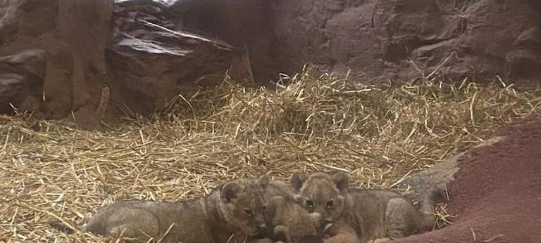 Löwenbabys zum ersten Mal in der Zoom Erlebniswelt zu sehen