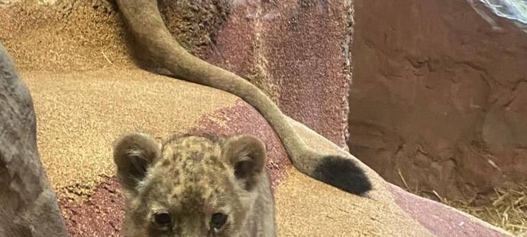 Löwenbabys zum ersten Mal in der Zoom Erlebniswelt zu sehen