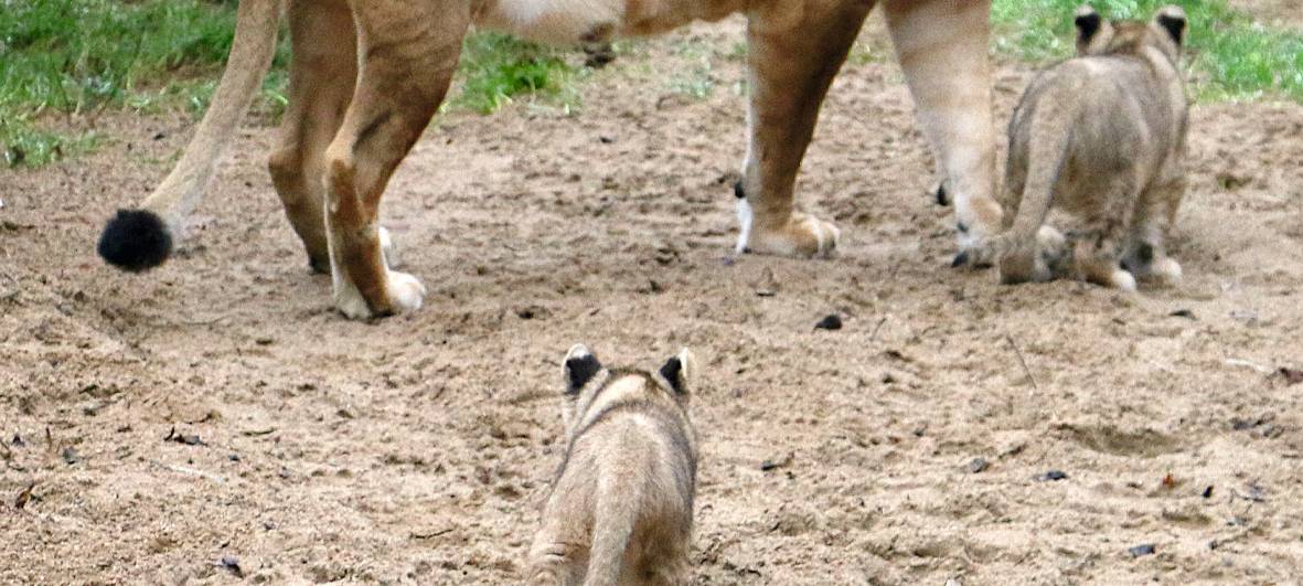 Löwennachwuchs erkundet Außenanlage