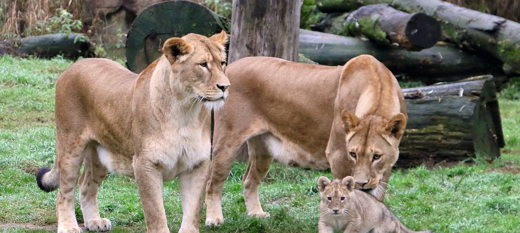 Löwennachwuchs erkundet Außenanlage
