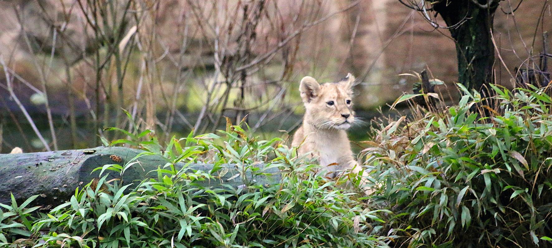 Löwennachwuchs erkundet Außenanlage