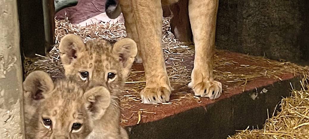 Löwennachwuchs erkundet Außenanlage