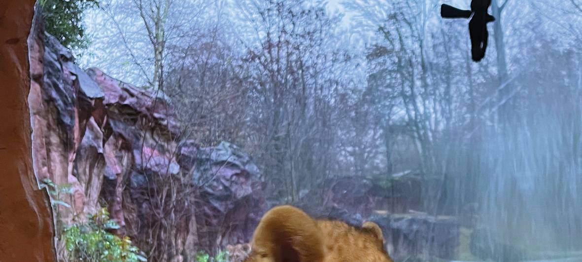 Löwennachwuchs erkundet Außenanlage