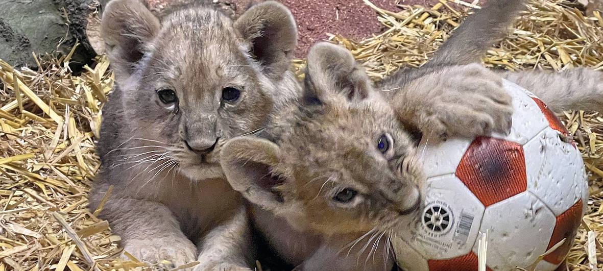Löwennachwuchs erkundet Außenanlage